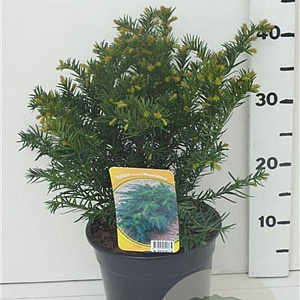 Taxus b. 'Repandens' 25-30 cm 3,5L