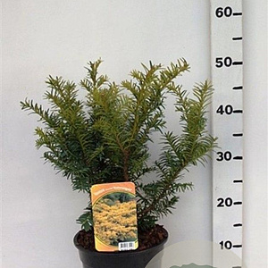 Taxus b. 'Summergold' 25-30 cm 3,5L