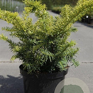 Taxus b. 'Summergold' 30-40 cm 5,0L