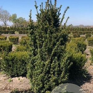 Taxus media 'Hicksii' 120-140 cm met kluit