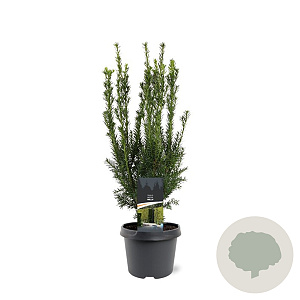 Taxus media 'Hillii' 40-50 cm 3,0L