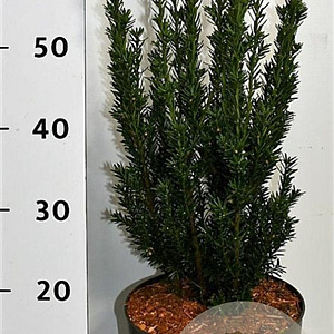 Taxus media 'Hillii' 60-70 cm 5,0L