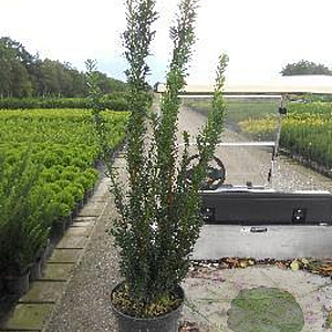 Taxus media 'Hillii' 60-80 cm 4,0L