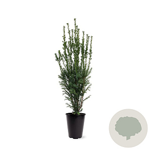 Taxus media 'Hillii' 60-80 cm 4,0L