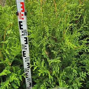 Thuja occ. 'Brabant' 100-120 cm met kluit