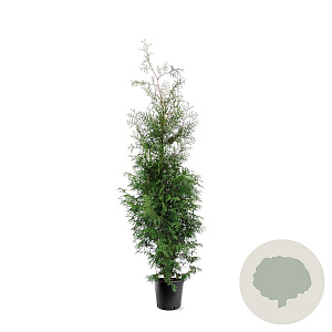 Thuja occ. 'Brabant' 150-175 cm 10L