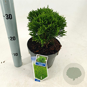Thuja occ. 'Danica' 25-30 cm 3,0L