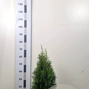 Thuja occ. 'Smaragd' 50-60 cm 3,0L