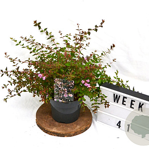 Abelia 'Edward Goucher' 40-60 cm 3,0L