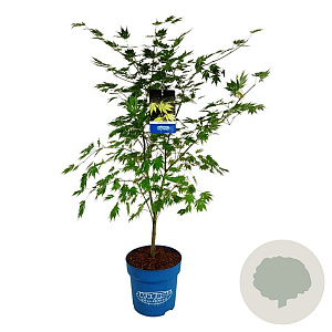 Acer Arctic Jade 125-150 cm 15L
