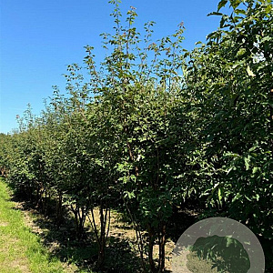 Acer griseum 300-350 cm draadkluit meerstammig