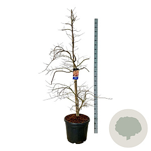 Acer Ice Dragon 200-225 cm cont. 55L extra