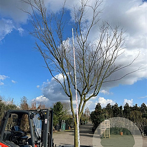 Acer palmatum 500-550 cm cont. 1000L solitair