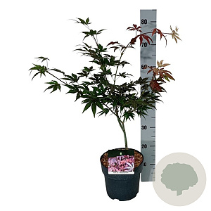 Acer pal. 'Atropurpureum' 40-50 cm P21