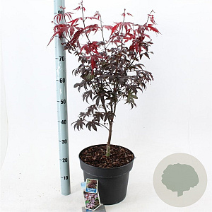 Acer pal. 'Bloodgood' 60-80 cm 10L