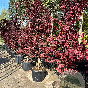Acer pal. 'Bloodgood' GM container