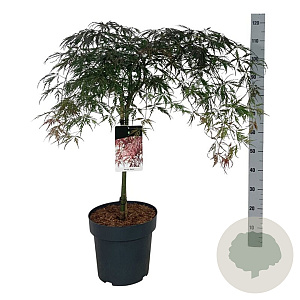 Acer pal. 'Garnet' 50 cm stam 14L