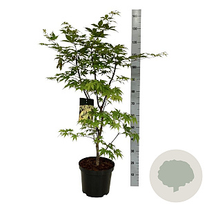 Acer pal. 'Osakazuki' 80-100 cm 10L