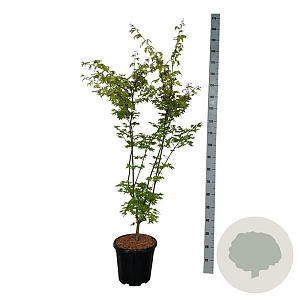 Acer pal. 'Summer Gold' 125-150 cm 15L