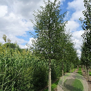 Alnus glutinosa 'Laciniata' 14-16 HO volle grond