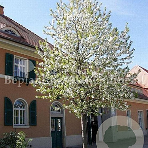 Amelanchier arborea 'Robin Hill' 16-18 HO volle grond