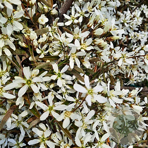 Amelanchier lamarckii 175-200 cm container meerstammig
