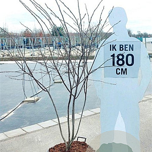 Amelanchier lamarckii 175-200 cm container meerstammig