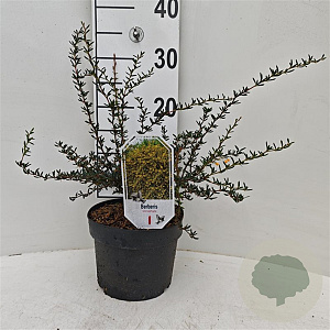 Berberis stenophylla 25-30 cm 3,5L