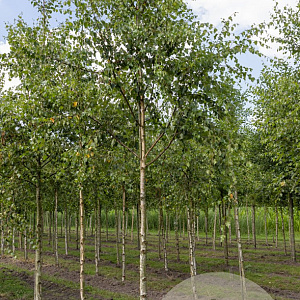 Betula pendula 12-14 HO volle grond