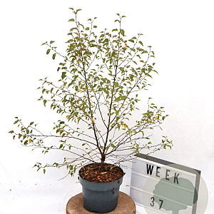 Betula pendula Fuzzy Feathers 40-60 cm 3,0L