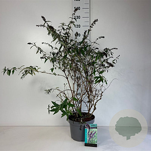Buddleja d. 'Border Beauty' 80-100 cm 10L