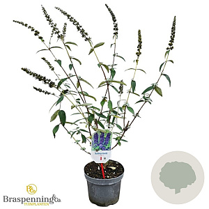 Buddleja d. 'Empire Blue' 40-50 cm 3,0L