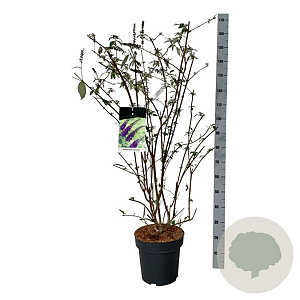 Buddleja d. 'Empire Blue' 100-125 cm 15L