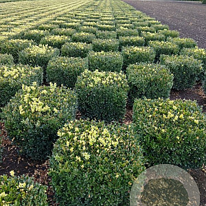 Buxus sempervirens 40 cm met kluit blok