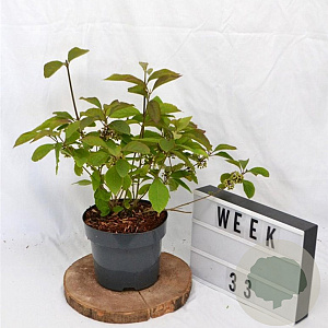 Callicarpa bod. 'Profusion' 30-40 cm 3,0L