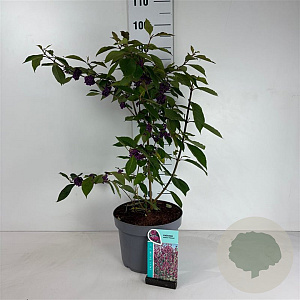 Callicarpa bod. 'Profusion' 60-80 cm 10L