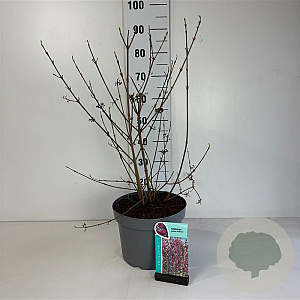 Callicarpa bod. 'Profusion' 60-80 cm 10L