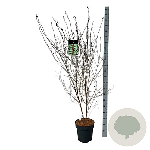 Callicarpa dich. 'Issai' 100-125 cm 15L