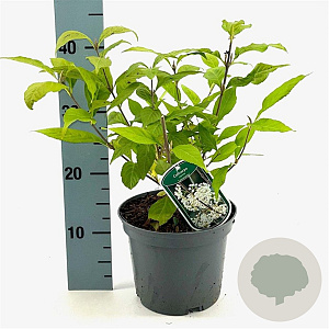 Callicarpa jap. 'Leucocarpa' 30-40 cm 3,0L