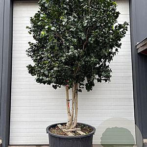 Camellia japonica 300-350 cm cont. 450L meerstammig