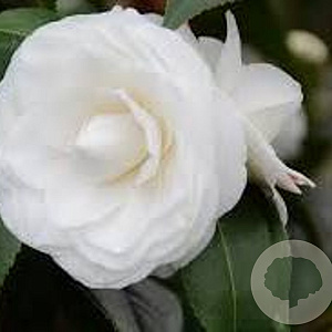 Camellia j. 'Snow White' 80-100 cm container