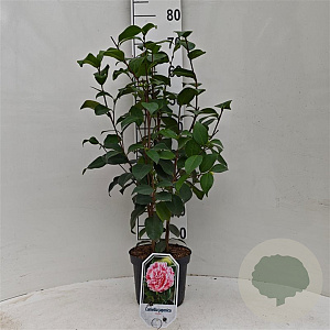 Camellia j. 'Tricolor' 40-50 cm 3,0L