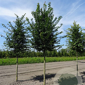 Carpinus betulus 20-25 cm volle grond dakvorm 130x130