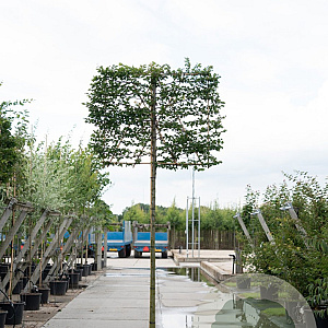 Carpinus betulus 12-14 HO 45L 180 cm stam 150x120 scherm