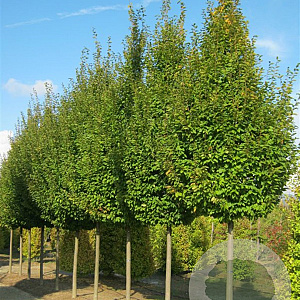 Carpinus bet. 'Frans Fontaine' 300-350 cm container bijenkorf