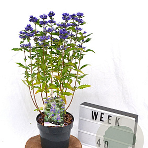 Caryopteris cland. Grand Bleu 40-60 cm 3,0L