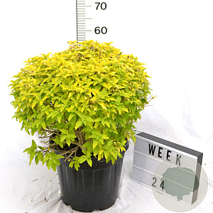 Caryopteris cland. Hint of Gold 50-70 cm 12L