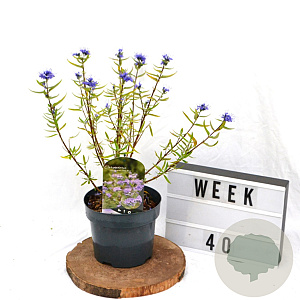 Caryopteris cland. 'Kew Blue' 40-60 cm 3,0L