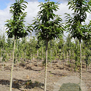 Castanea sativa 12-14 HO volle grond
