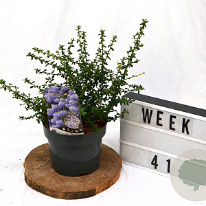 Ceanothus 'Blue Mound' 40-60 cm 3,0L